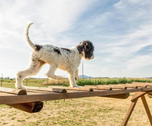 Honden toegestaan op camping gitavillage talamone in toscane